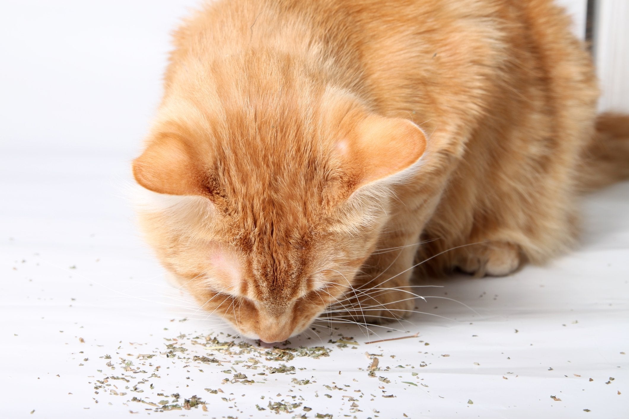 Purple Haze catnip kitty playing—kitty engaged and entertained during playtime.