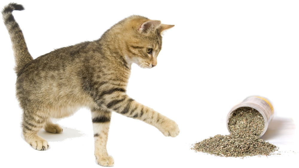 Purple Haze catnip sprinkled on toy—instant enrichment during play.