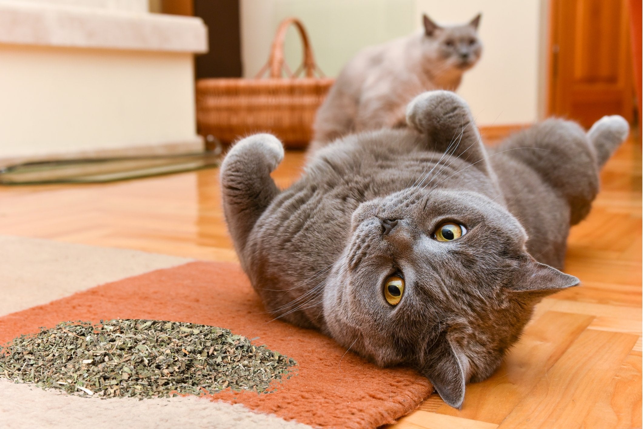 Purple Haze catnip unique blend—proprietary herb mix for longer-lasting scent.