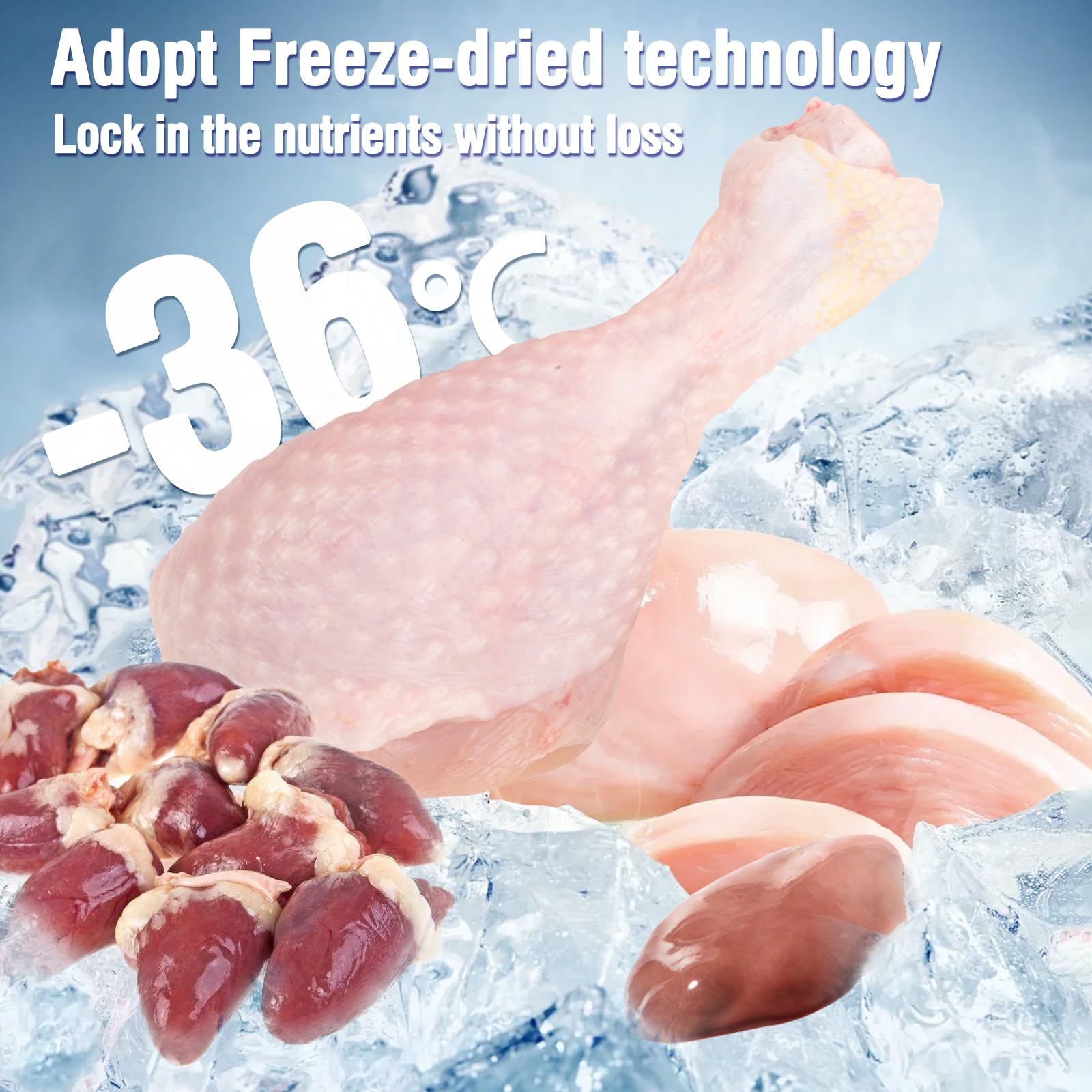 Puxulyiz Bacillus coagulans probiotic benefits for digestive comfort