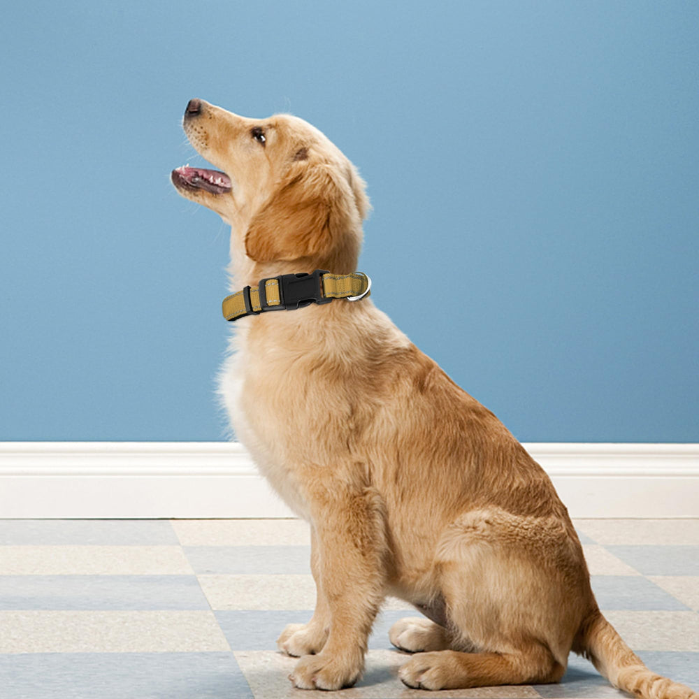 PWOD quick-release buckle collar enabling easy on and off during daily walks