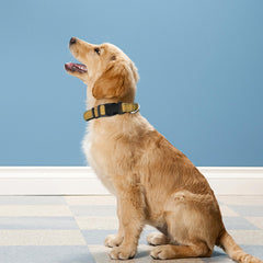 PWOD quick-release buckle collar enabling easy on and off during daily walks