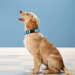 PWOD Reflective Dog Collar visible on a dog neck for nighttime safety and visibility.