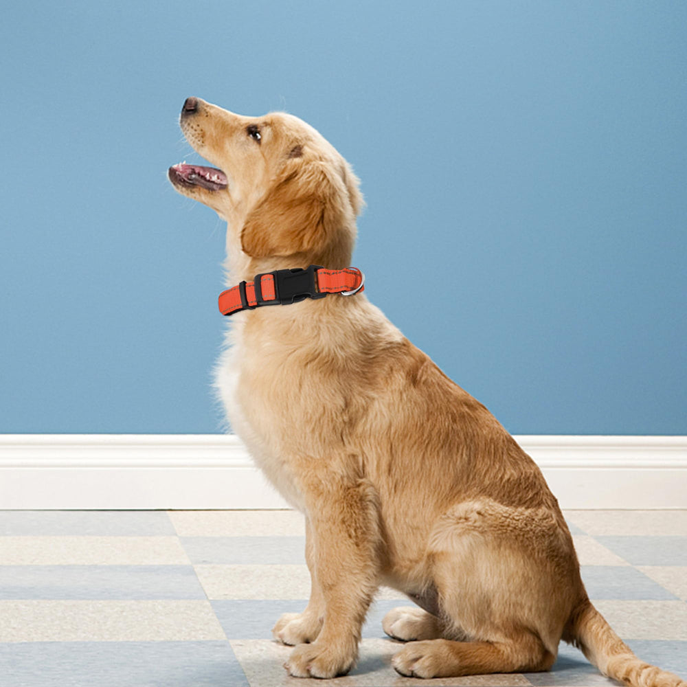 PWOD neoprene-padded collar provides soft neck comfort during long walks