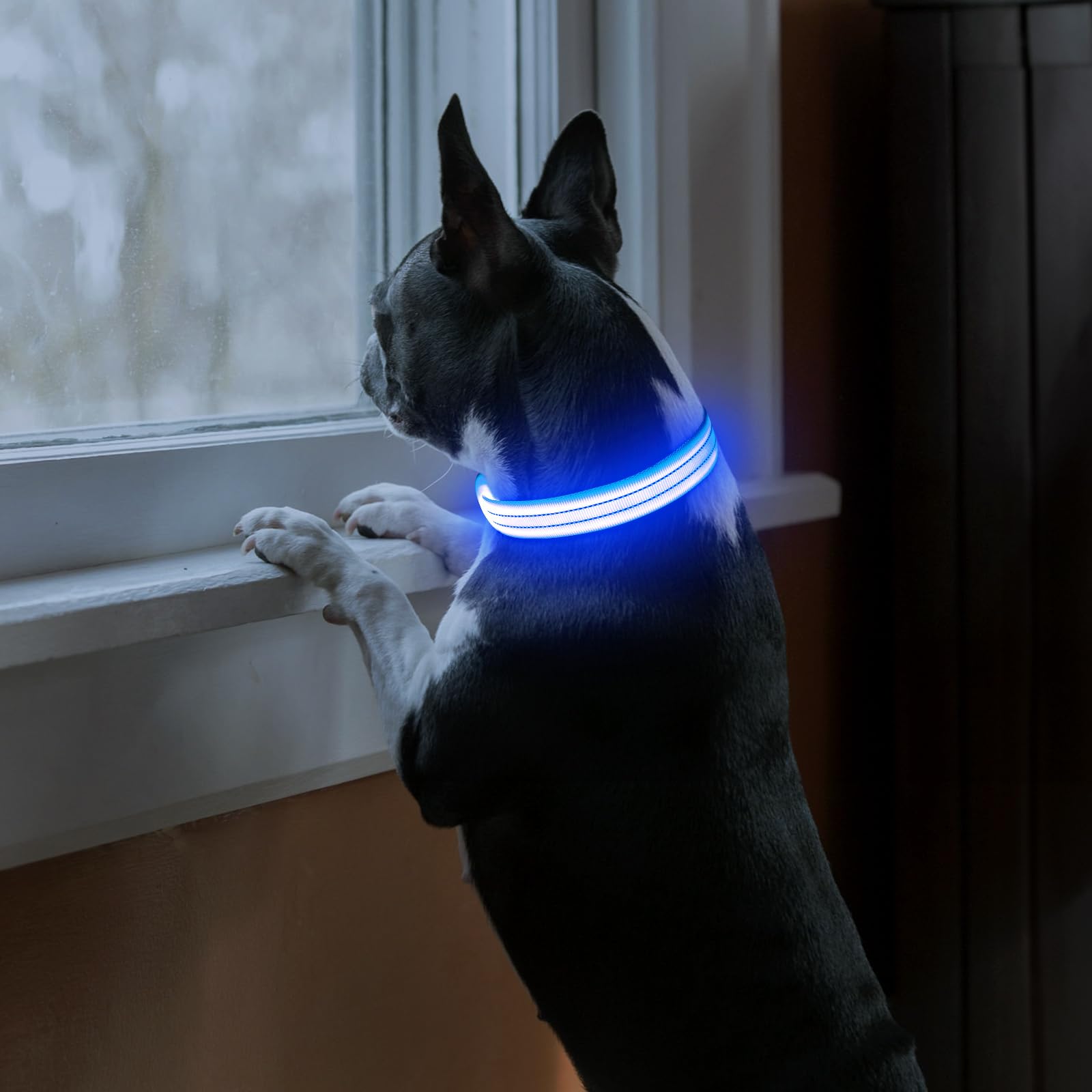 PZRLit rechargeable LED dog collar blue charging via USB for extended illumination.