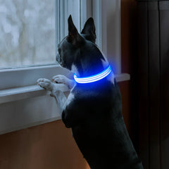 PZRLit rechargeable LED dog collar blue charging via USB for extended illumination.