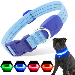 PZRLit light-up dog collar blue on dog; enhances nighttime visibility for safe walks.