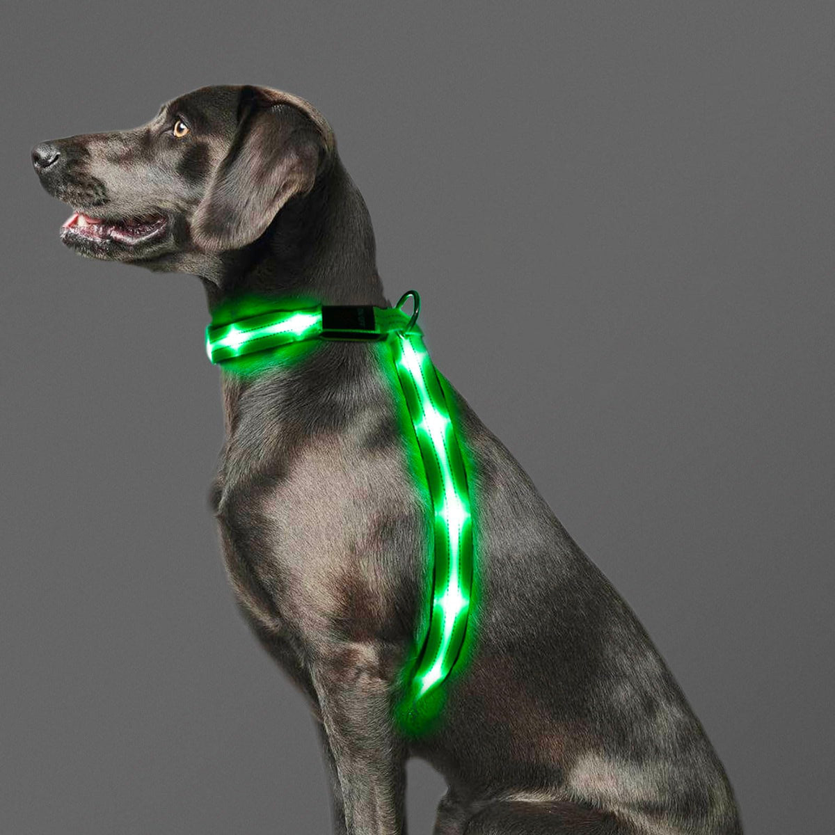 PZRLit light up dog vest front view highlighting 360° visibility for safe night walks.