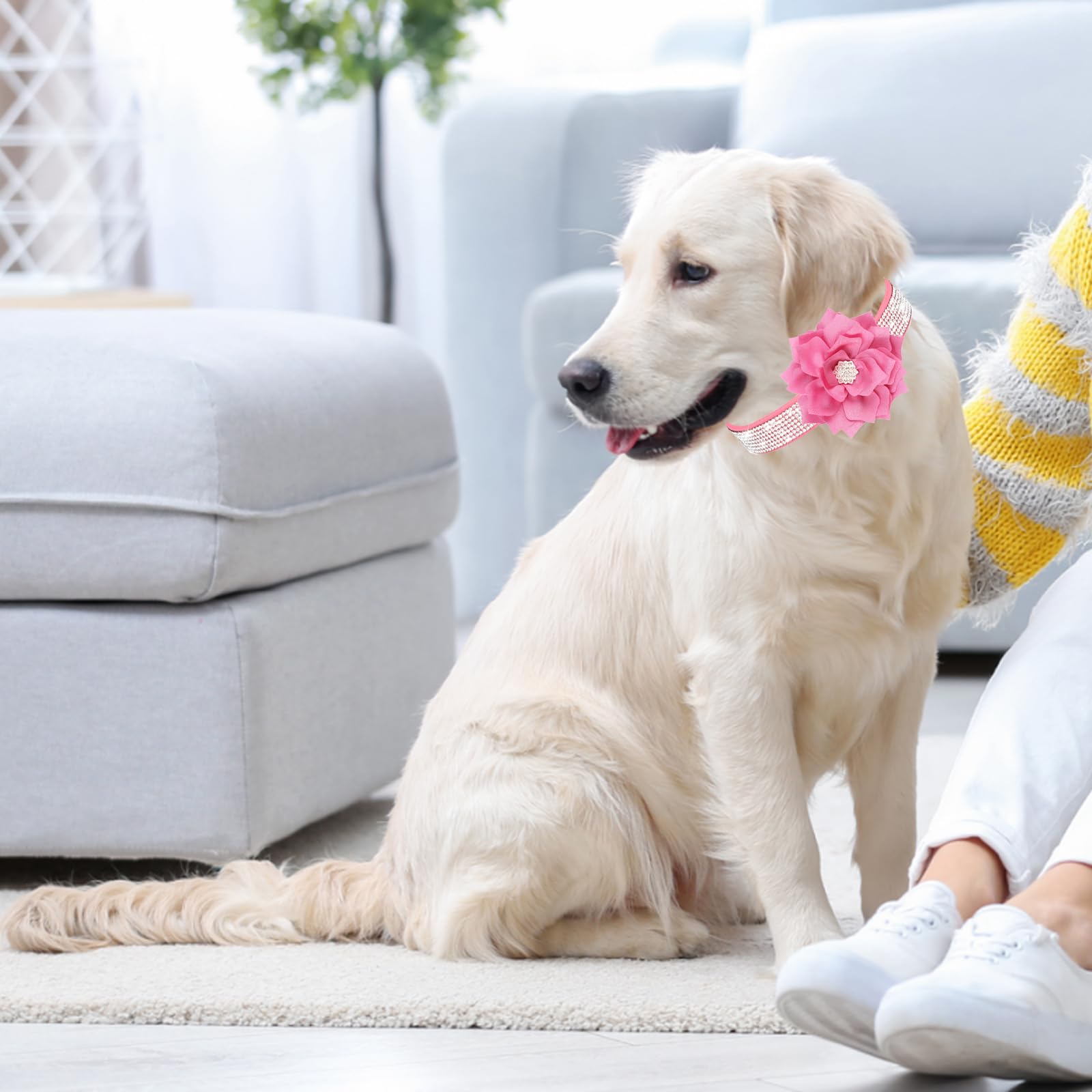 QAORD flower-accent pink collar shown on a pet during everyday activities.