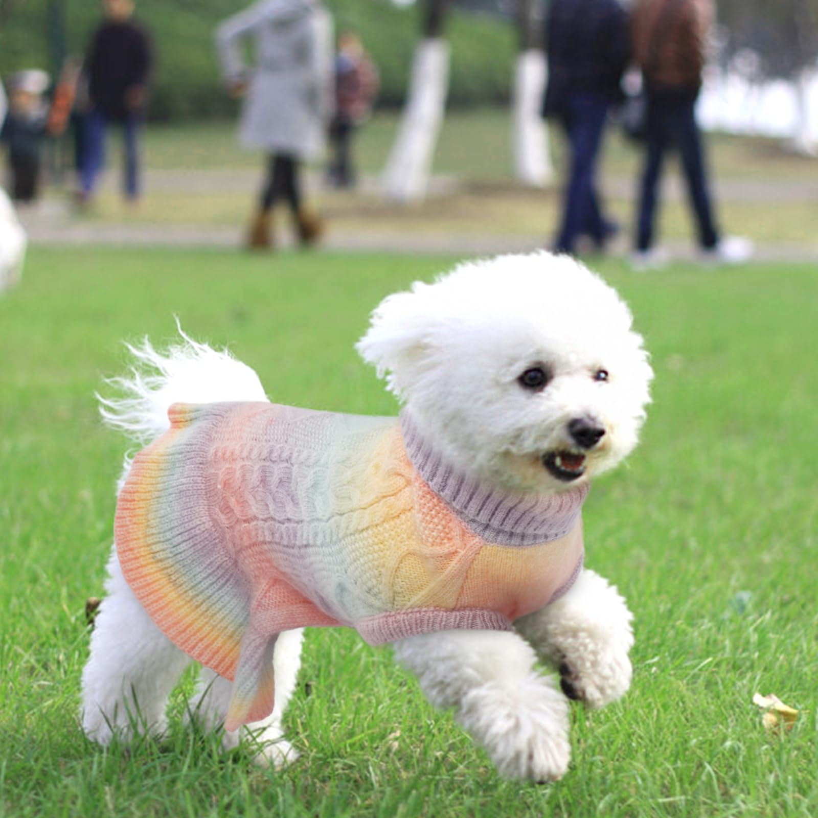 QBLEEV dog sweater dress on dachshund posing showcases holiday readiness