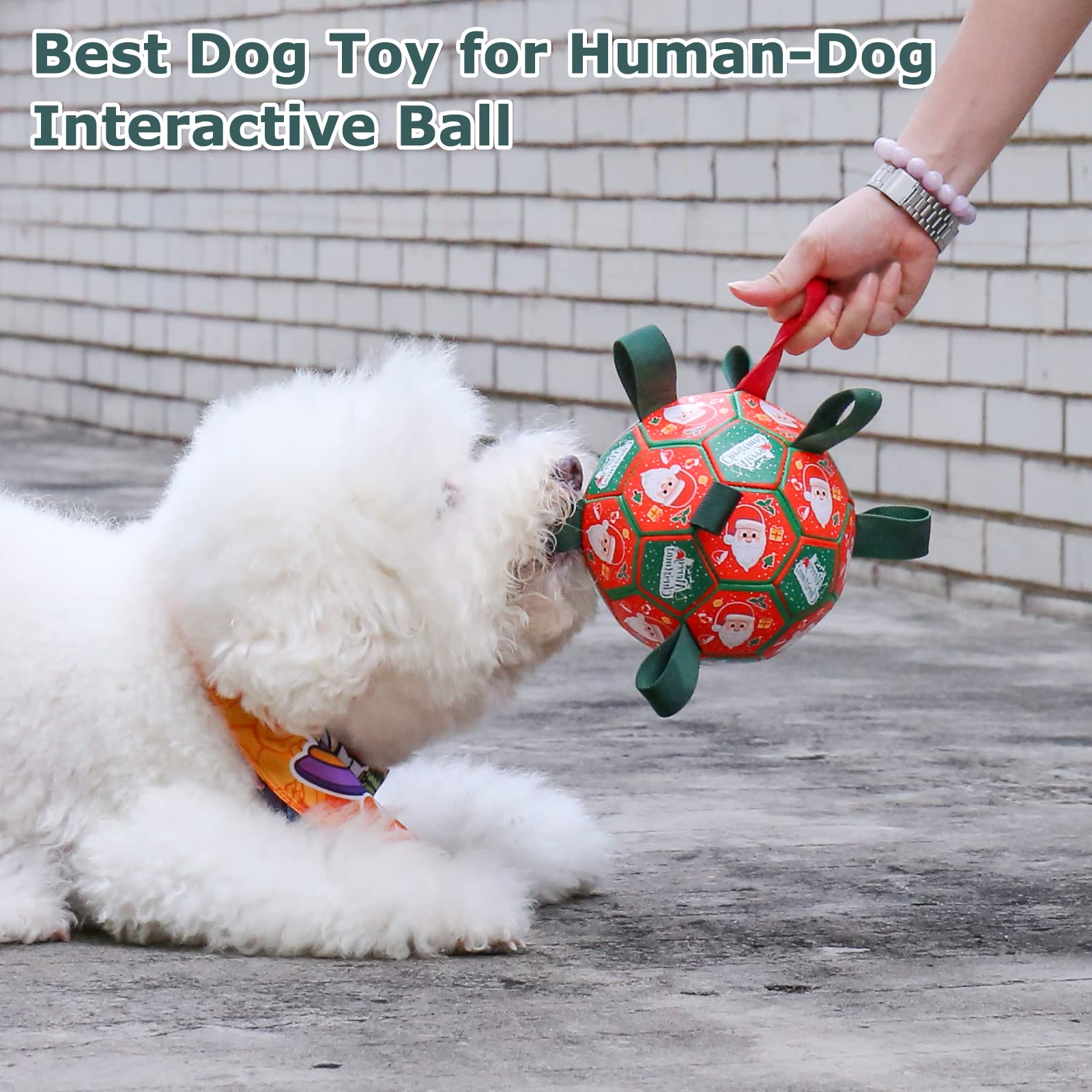 QDAN dog ball outdoor play in yard or park showcases versatile fun.