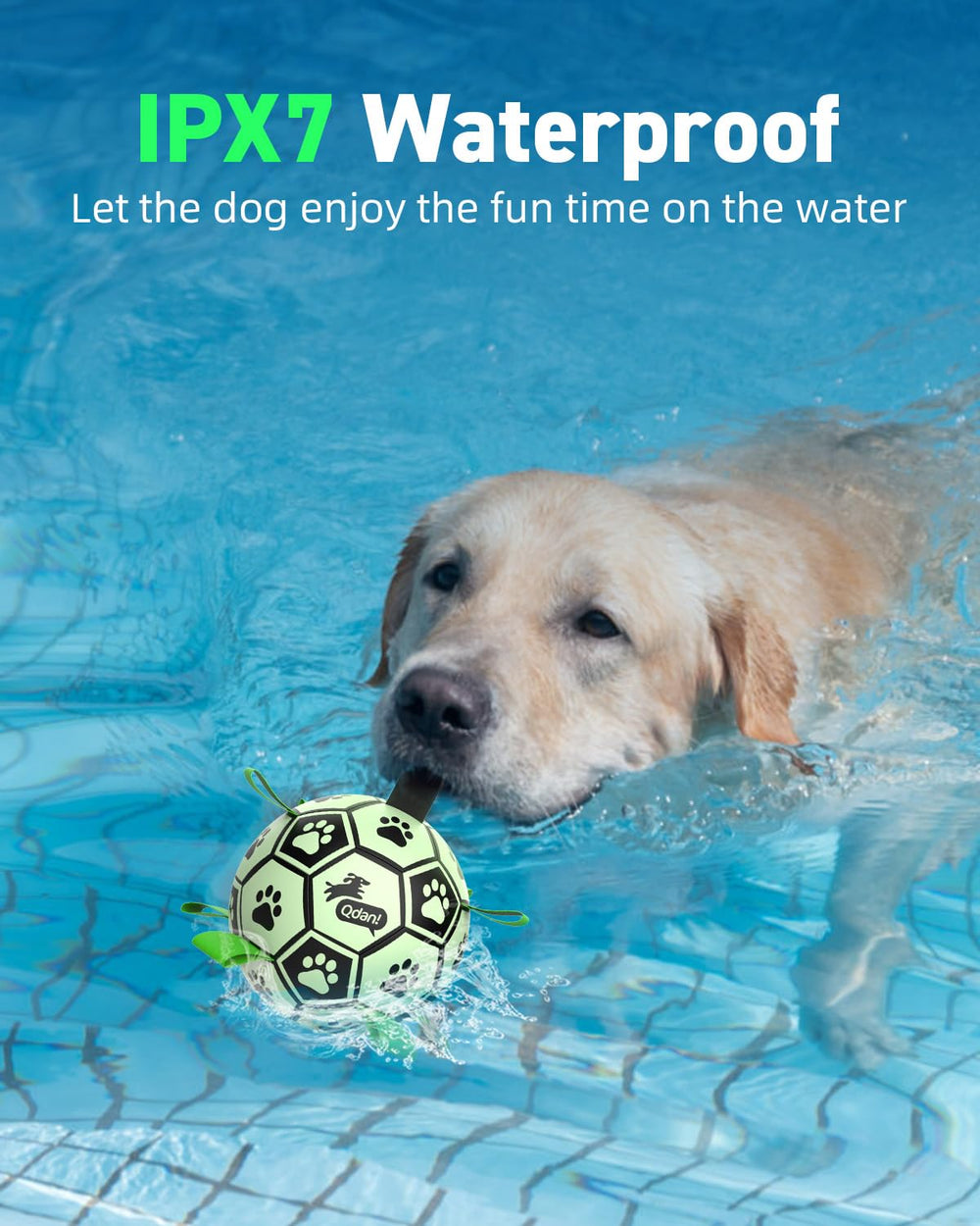 QDAN Birthday gift dog ball strengthens bonding during celebrations.