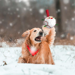 QDAN Christmas dog ball color close-up—vivid red, green, white for festive outdoor play