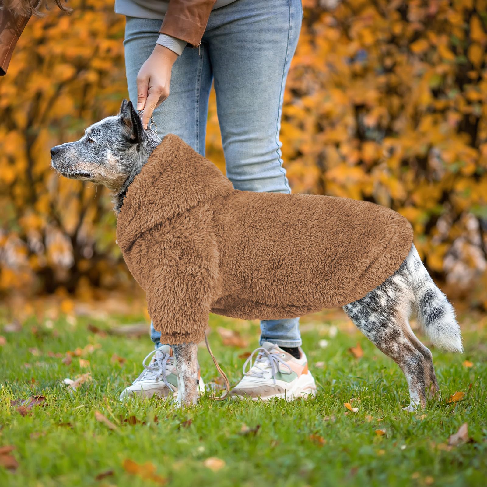 QDYU dog hoodie worn on dog—everyday comfort in action