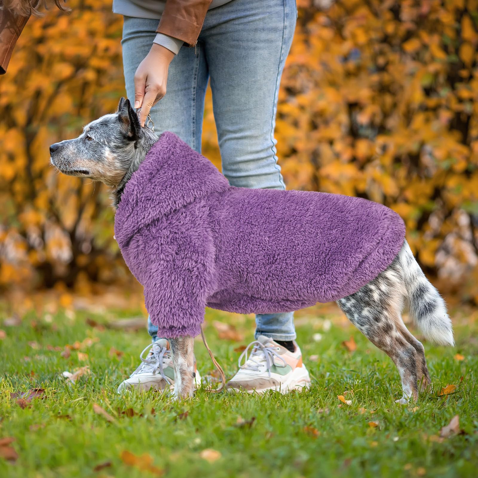QDYU fuzzy dog hoodie size chart view explains tailored fit guidance