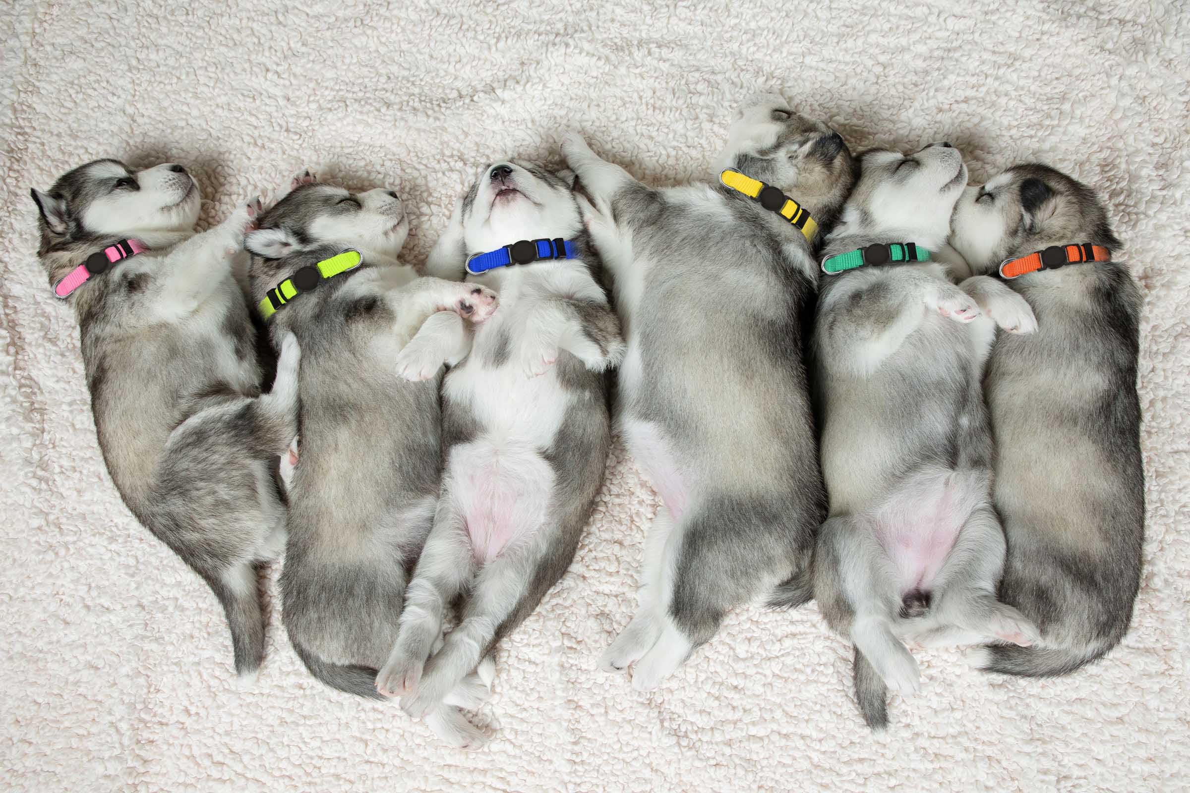 QDYU colorful puppy collars help ID and style during outings.