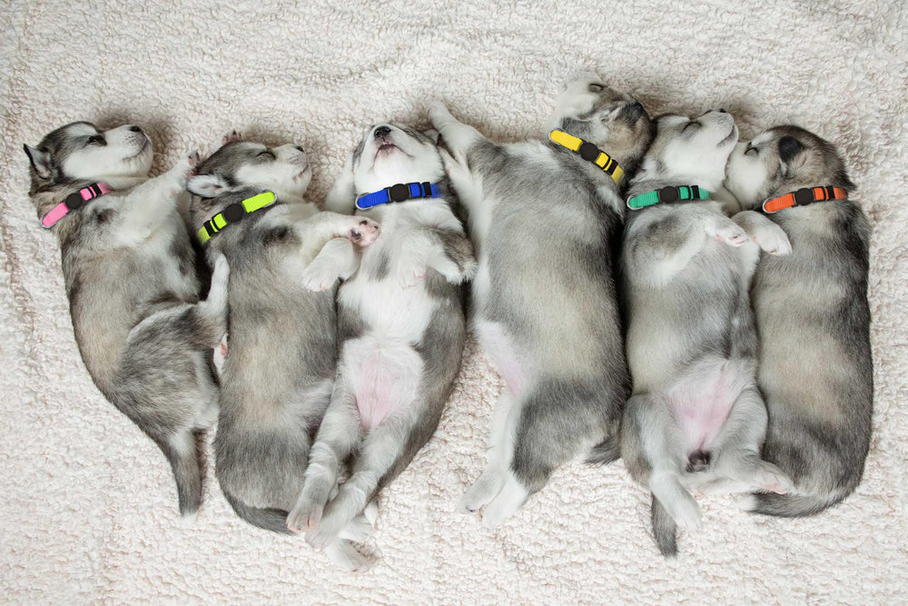 QDYU colorful puppy collars help ID and style during outings.