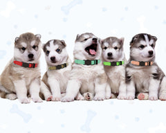 QDYU two-size puppy collars provide growing-puppy comfort.