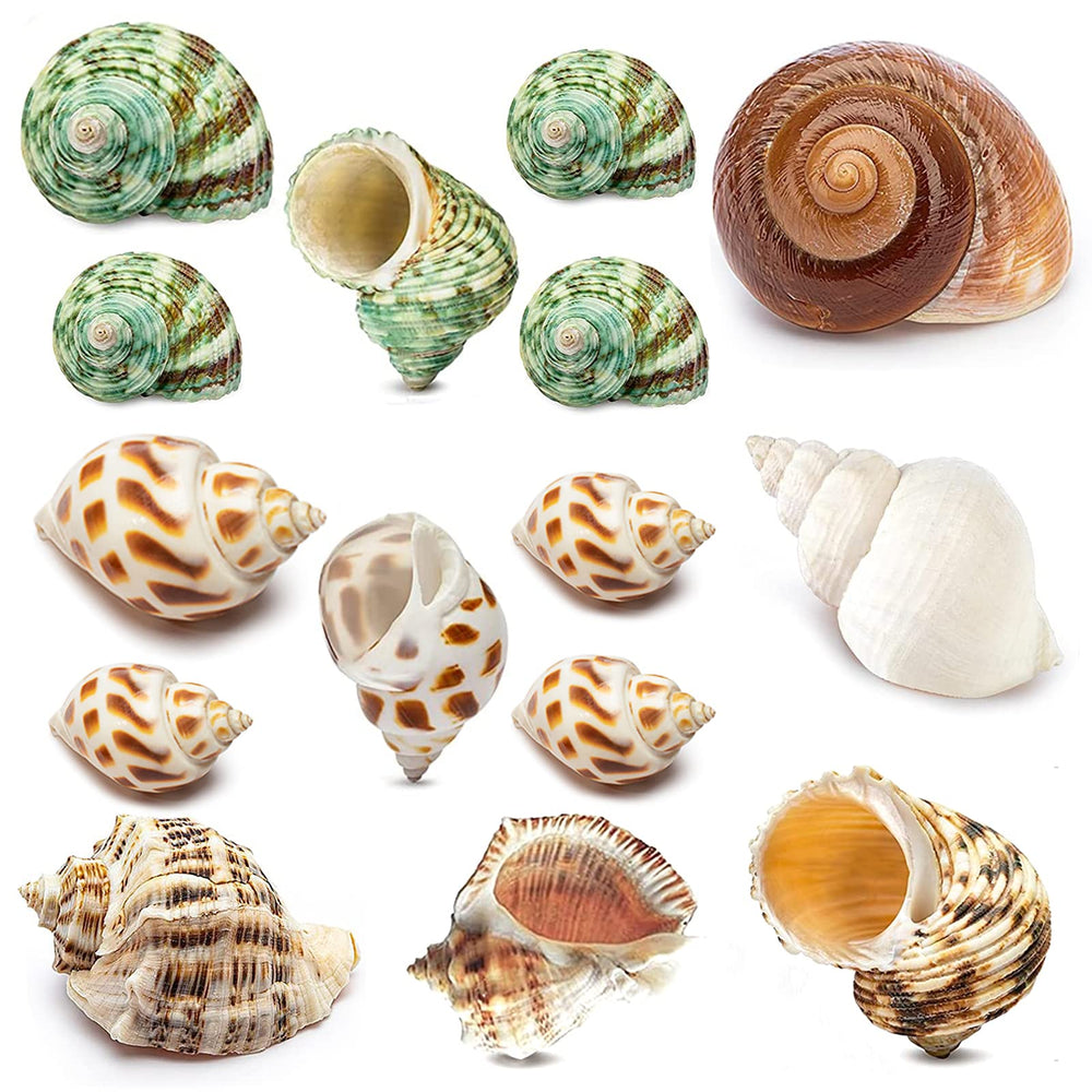 QEQEKAKA hermit crab shells variety sizes for growing crabs and replacements.