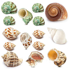 QEQEKAKA hermit crab shells variety sizes for growing crabs and replacements.