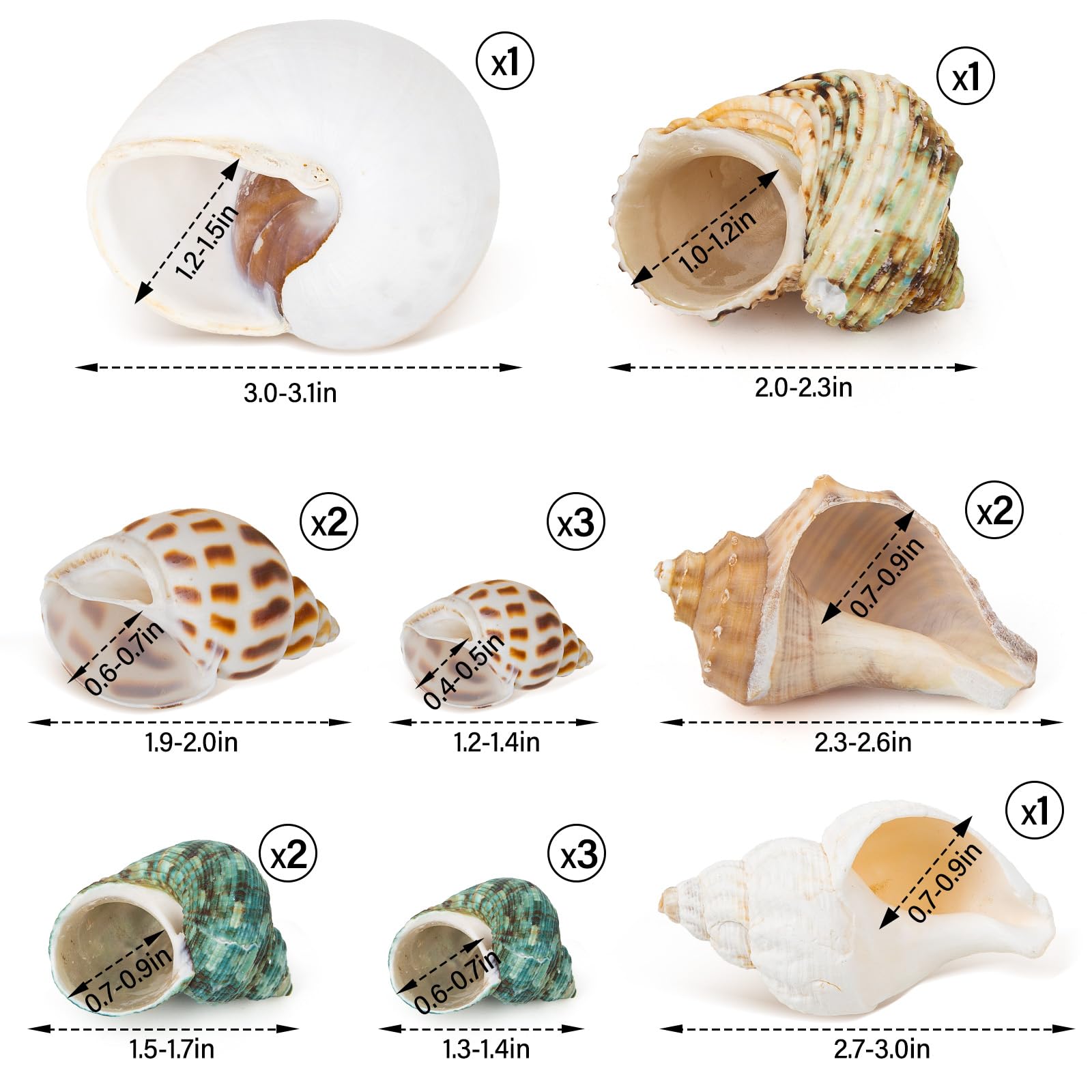 QEQEKAKA natural seashells clean and odor-free for hermit crabs.