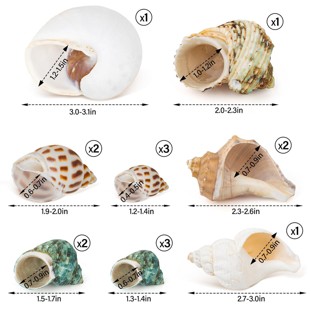 QEQEKAKA natural seashells clean and odor-free for hermit crabs.