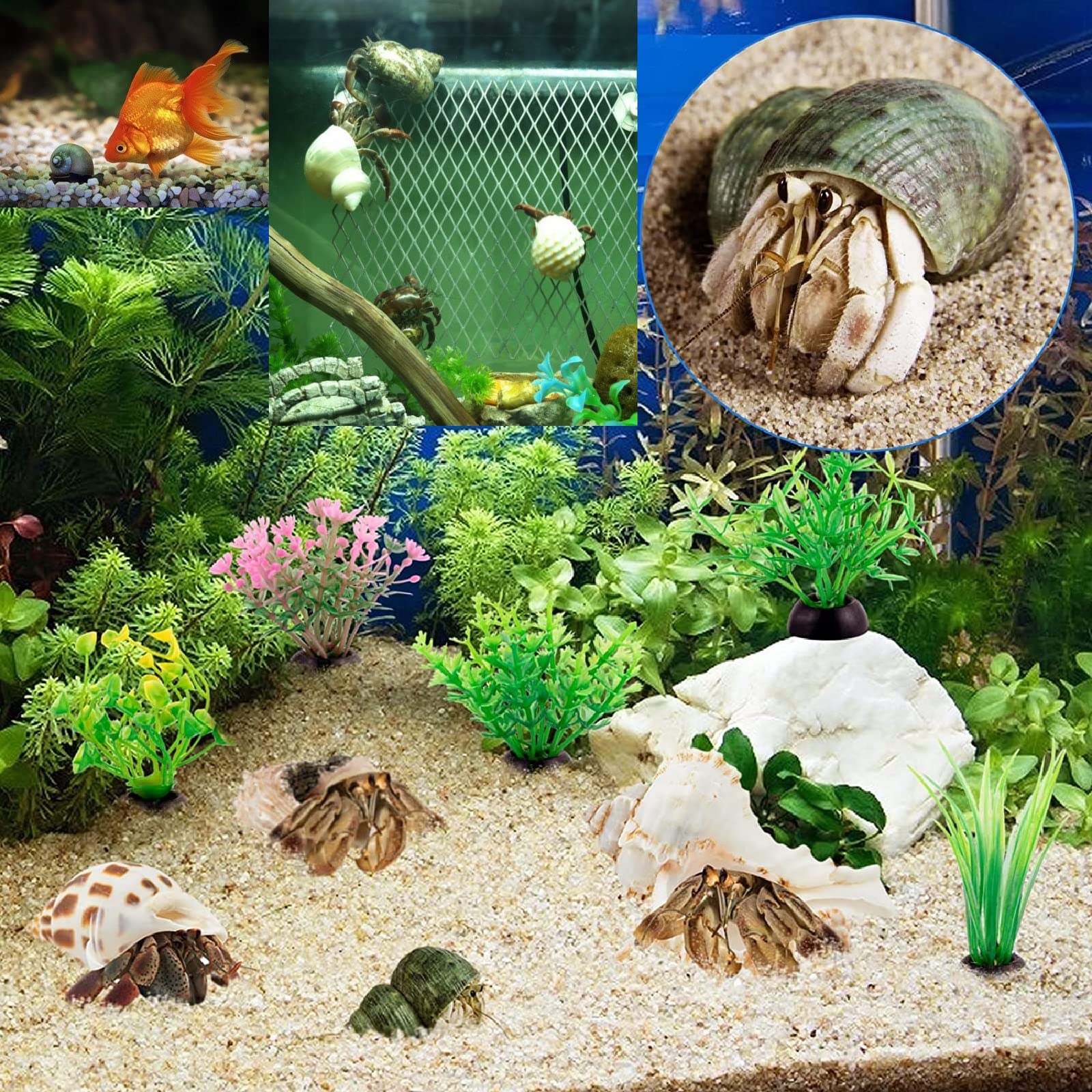 QEQEKAKA replacement sea shells for hermit crab habitats.