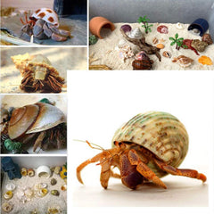QEQEKAKA shells used as aquarium decor and habitat accents.