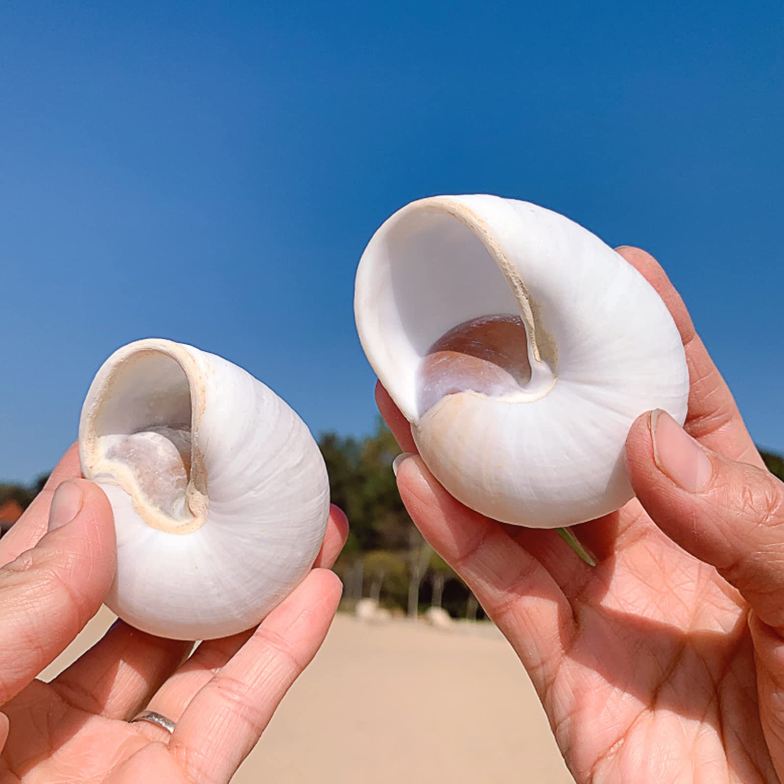 QEQEKAKA DIY crafts with shells for gifts and home projects