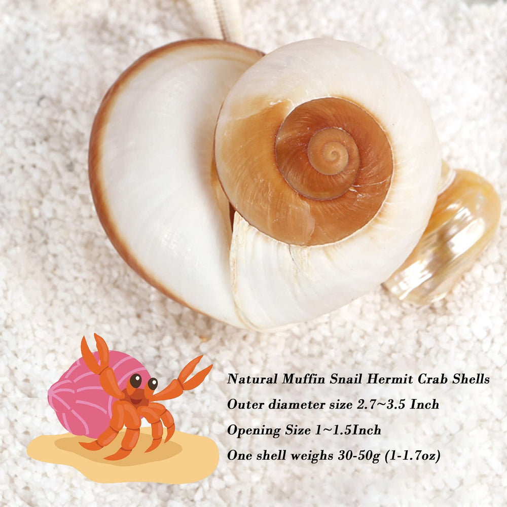 QEQEKAKA hermit crab shell conch opening 1-5 inch fits large hermit crabs