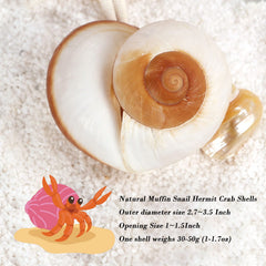 QEQEKAKA hermit crab shell conch opening 1-5 inch fits large hermit crabs