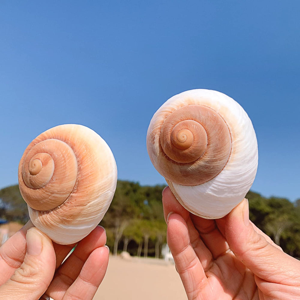 QEQEKAKA 2pcs shells pack, ready for creative display