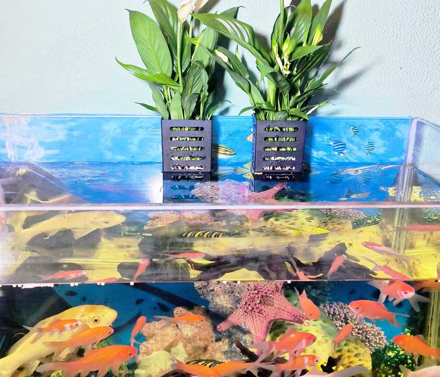 QICIKRASE aquarium-planter-cups-floating-decor stylish floating accents for freshwater or saltwater tanks.