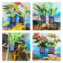QICIKRASE high-quality-plastic-aquarium-decor durable, aquarium-safe material for fish and shrimp.