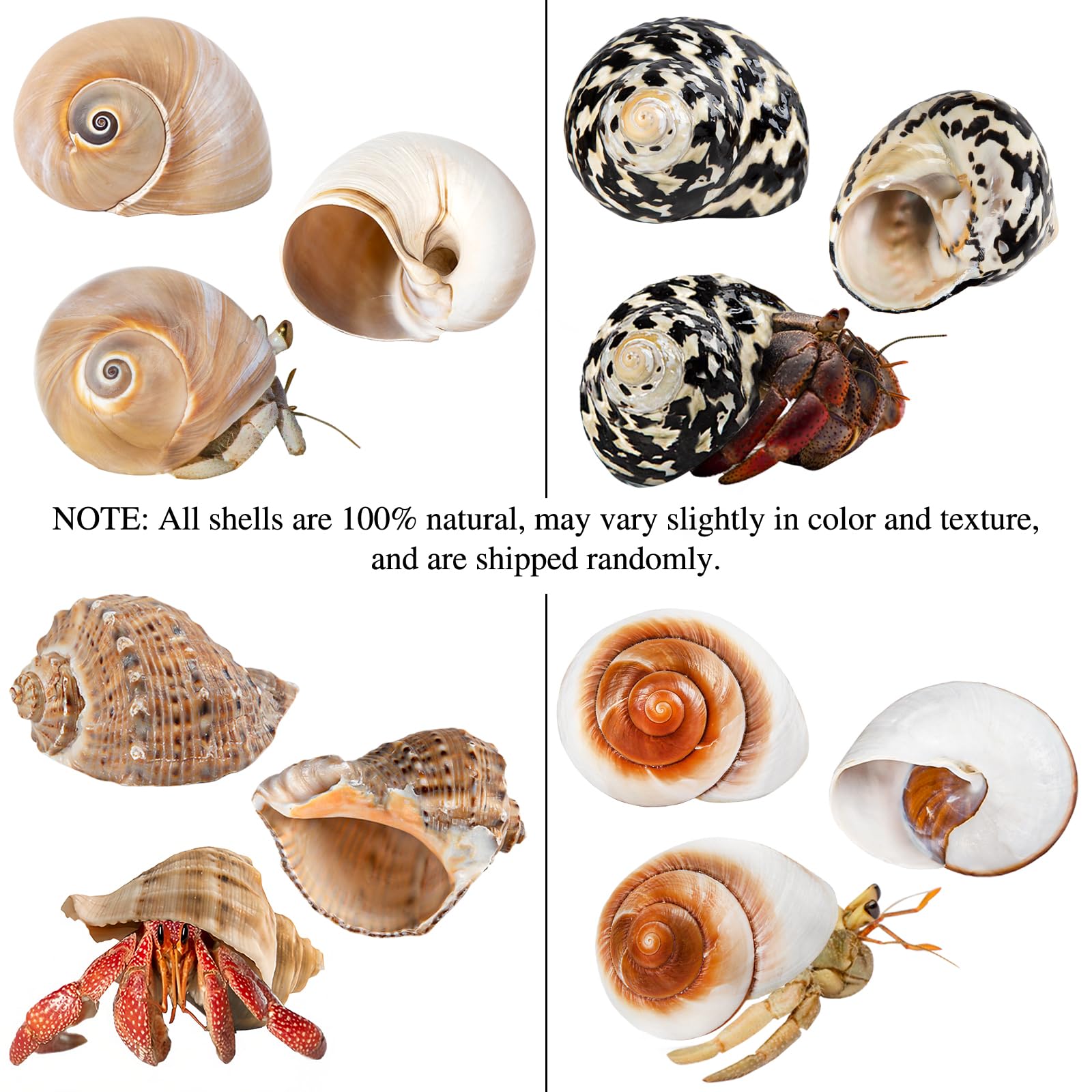 QICQDRAM shells show natural color variation for authentic look