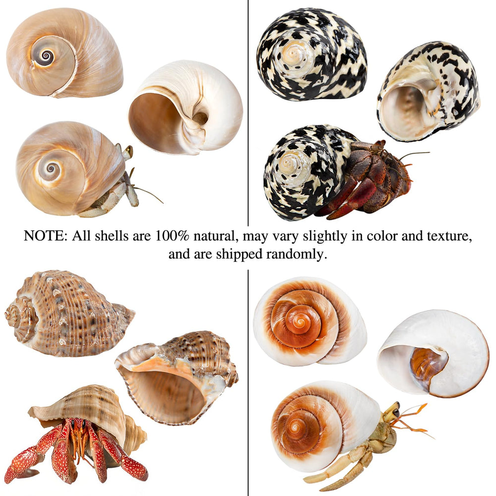 QICQDRAM shells show natural color variation for authentic look