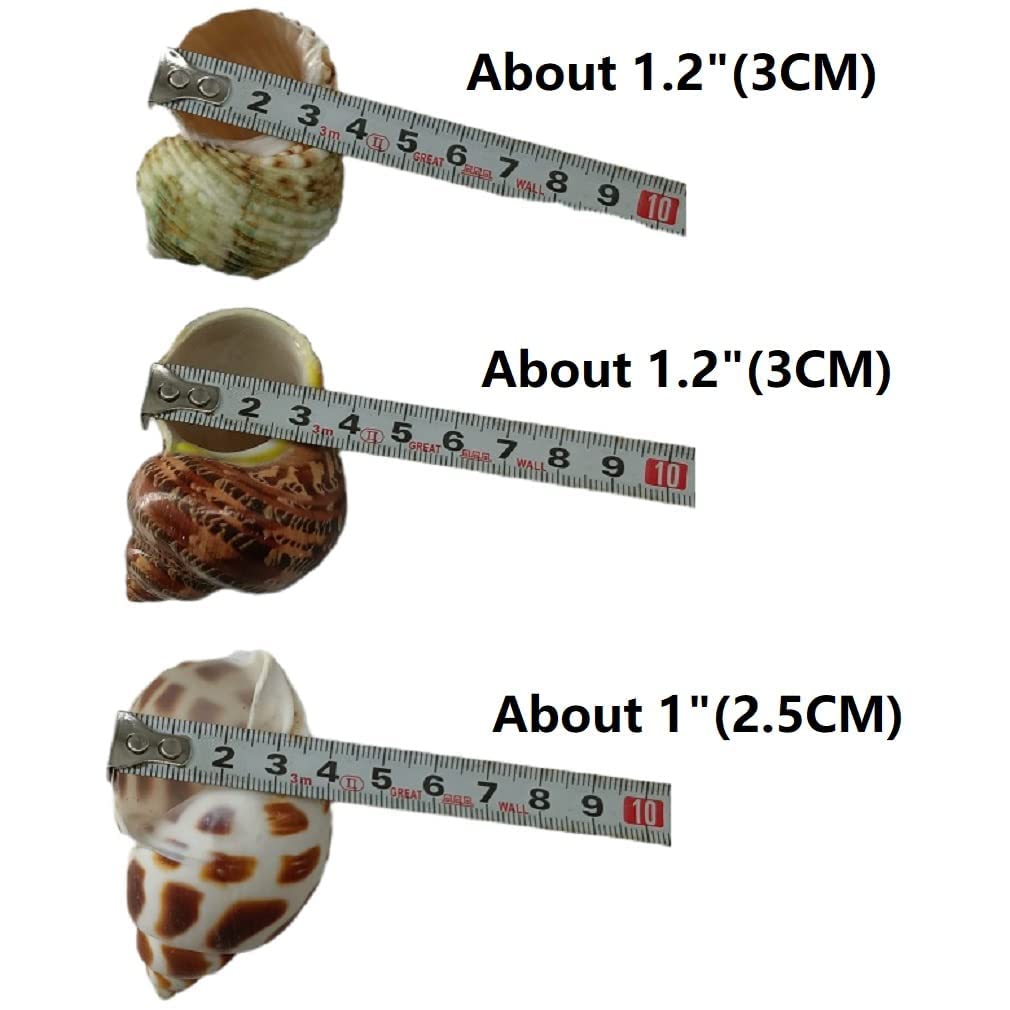 QICQDRAM hermit crab shells openings range 1 to 1.3 inches.