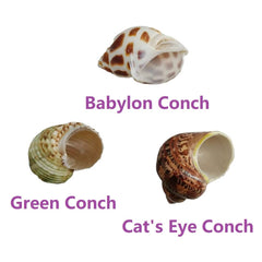 QICQDRAM natural seashells are unpainted and odor-free.