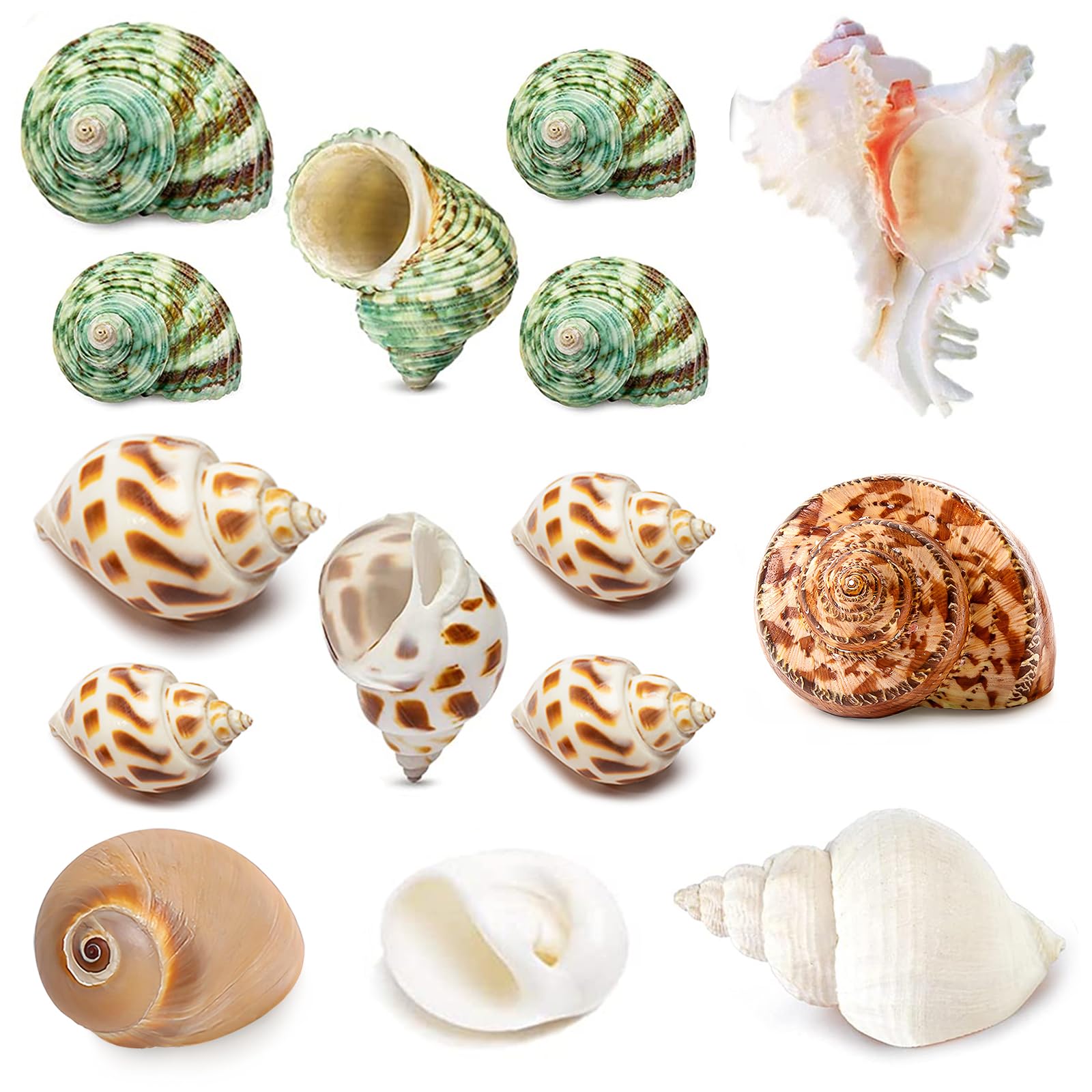 QICQDRAM QEQEKAKA shells assortment shows varied sizes for growing hermit crabs.