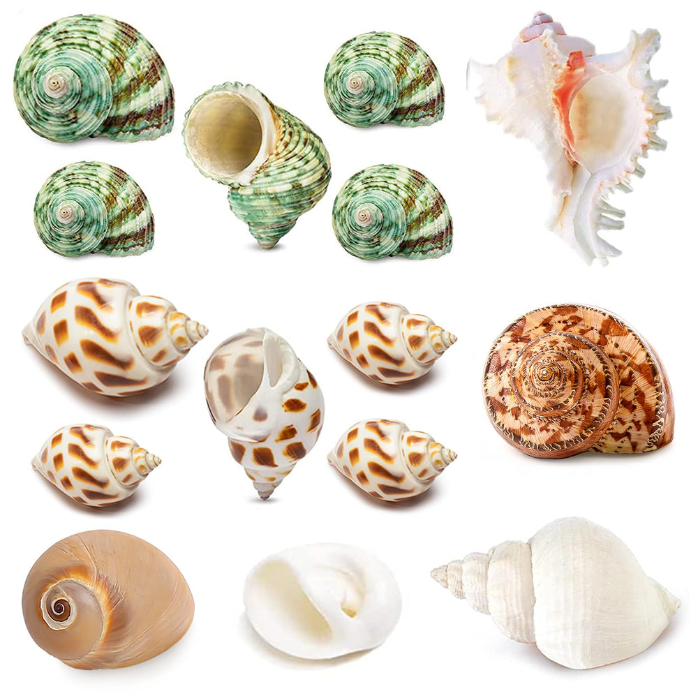 QICQDRAM QEQEKAKA shells assortment shows varied sizes for growing hermit crabs.