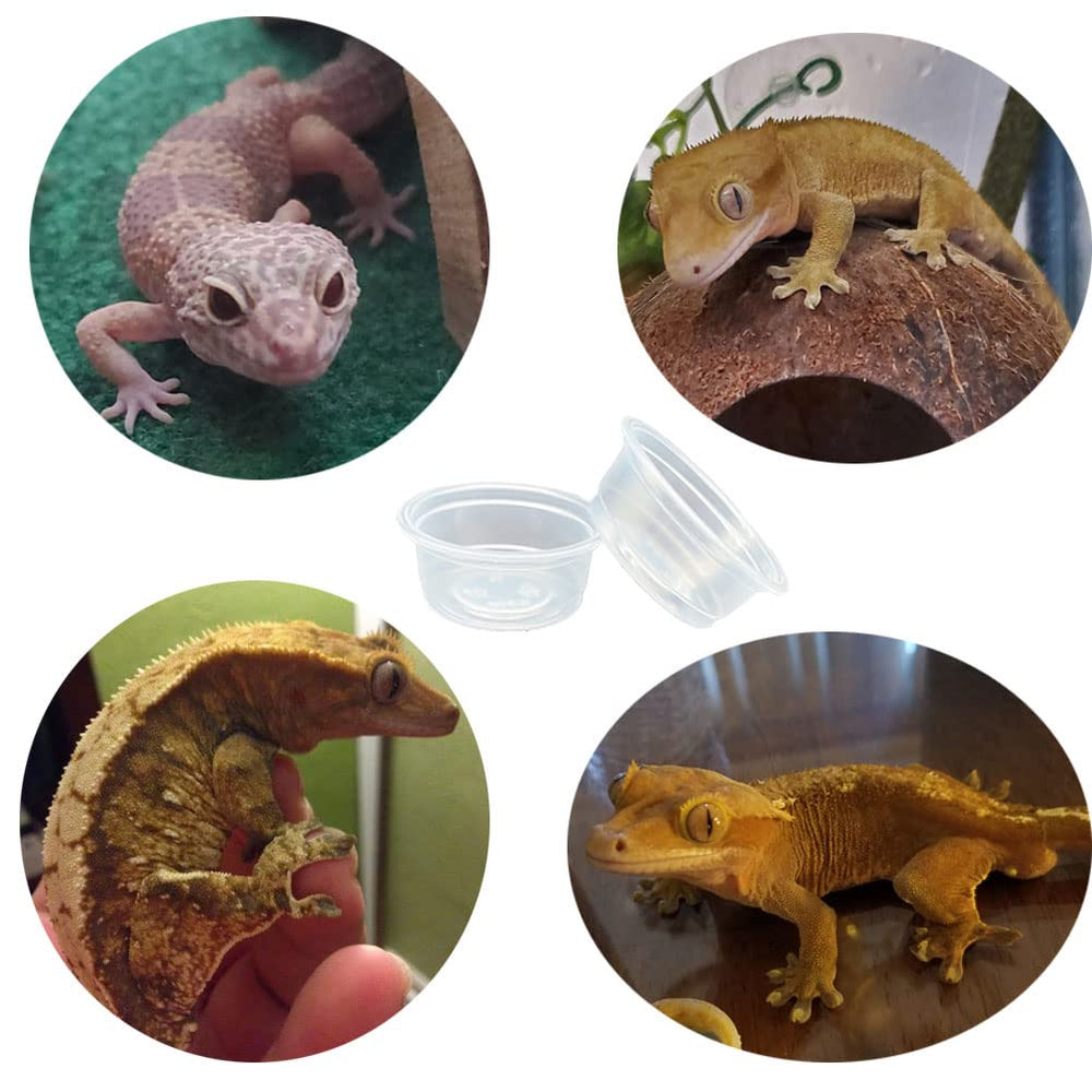 QIHYCUF 100-pack ensures spare cups for busy reptile setups