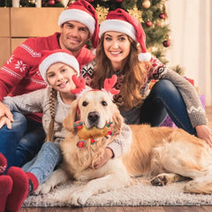 Qiiiiian dental-health dog toy attracts attention and encourages playful mouth activity.