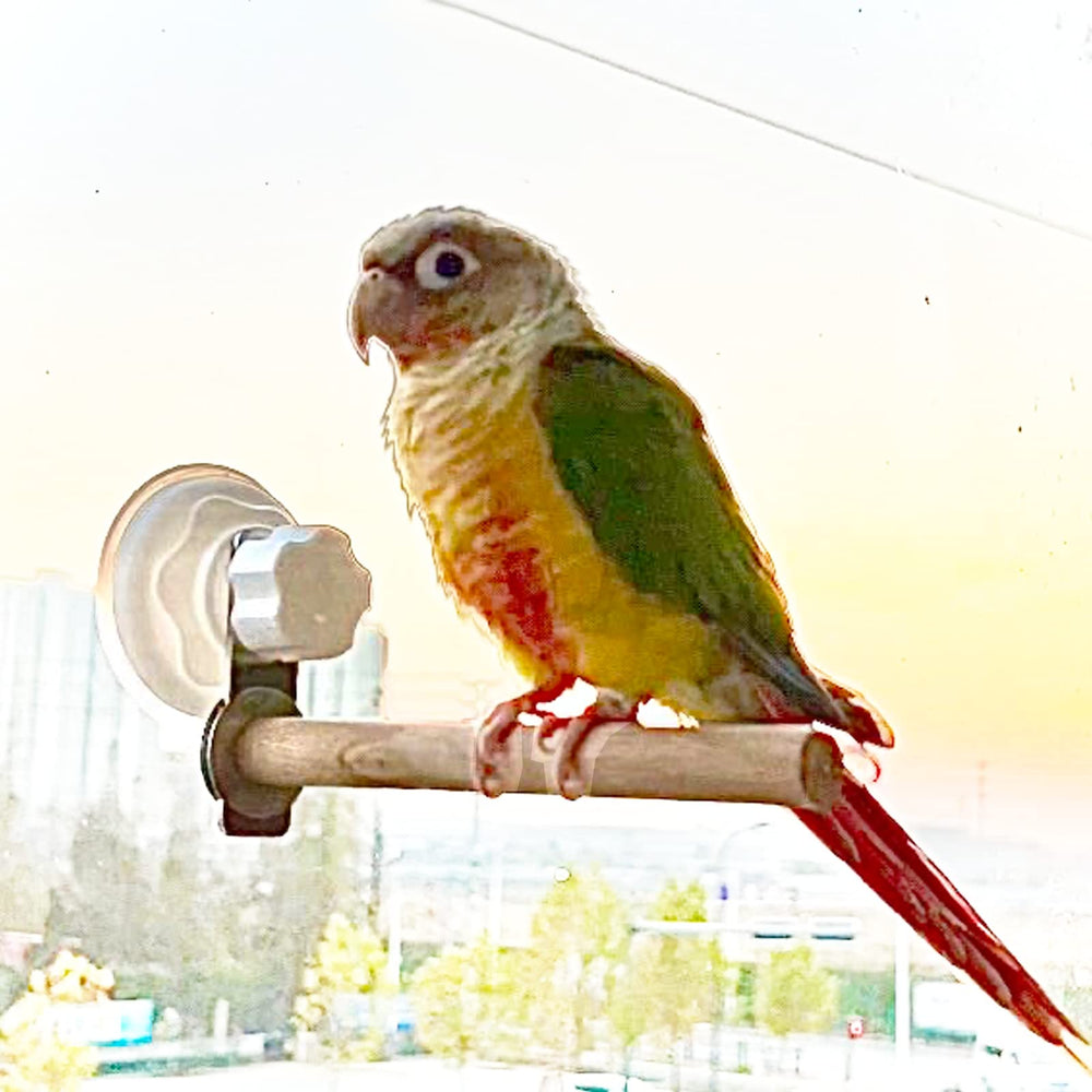 Qimilenzy bird window perch on glass for easy perching