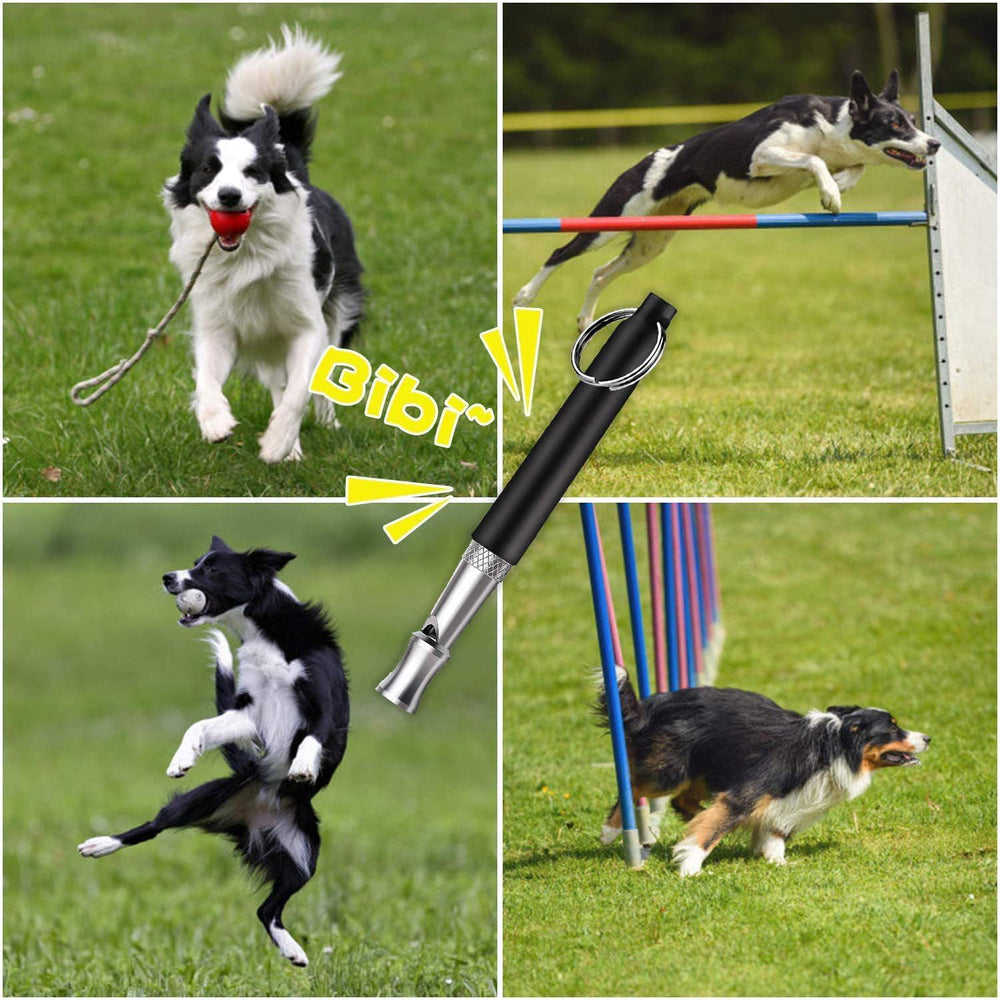Qivorimith dog whistle training commands image shows sit, shake for polite cues.