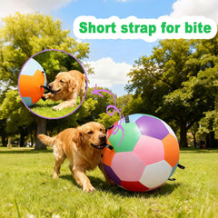 Qlfyuu Herding Ball training-exercise action illustrates full-body workout and mental engagement.