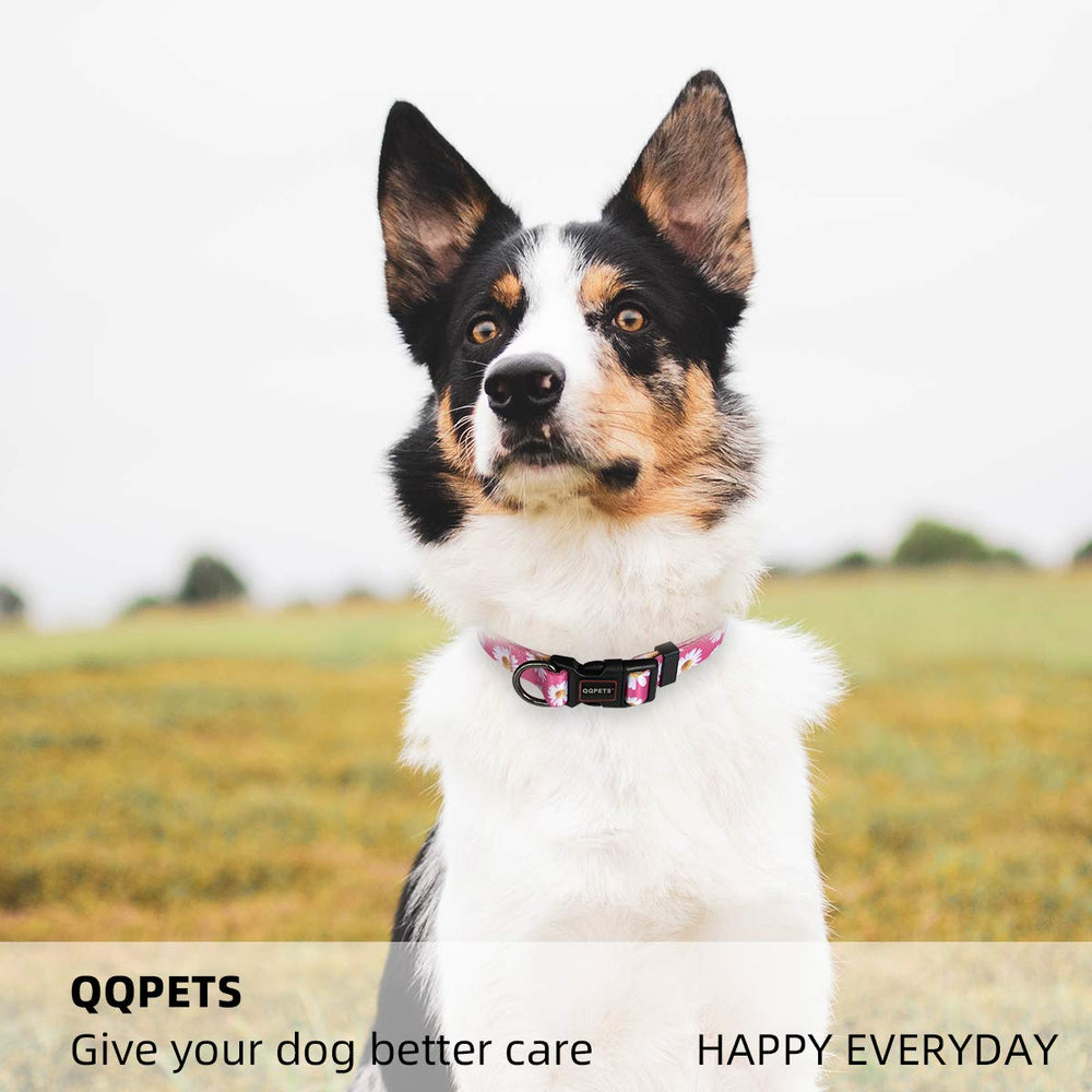 QQPETS dog-collar-secure-attachment-leash provides reliable safety during walks