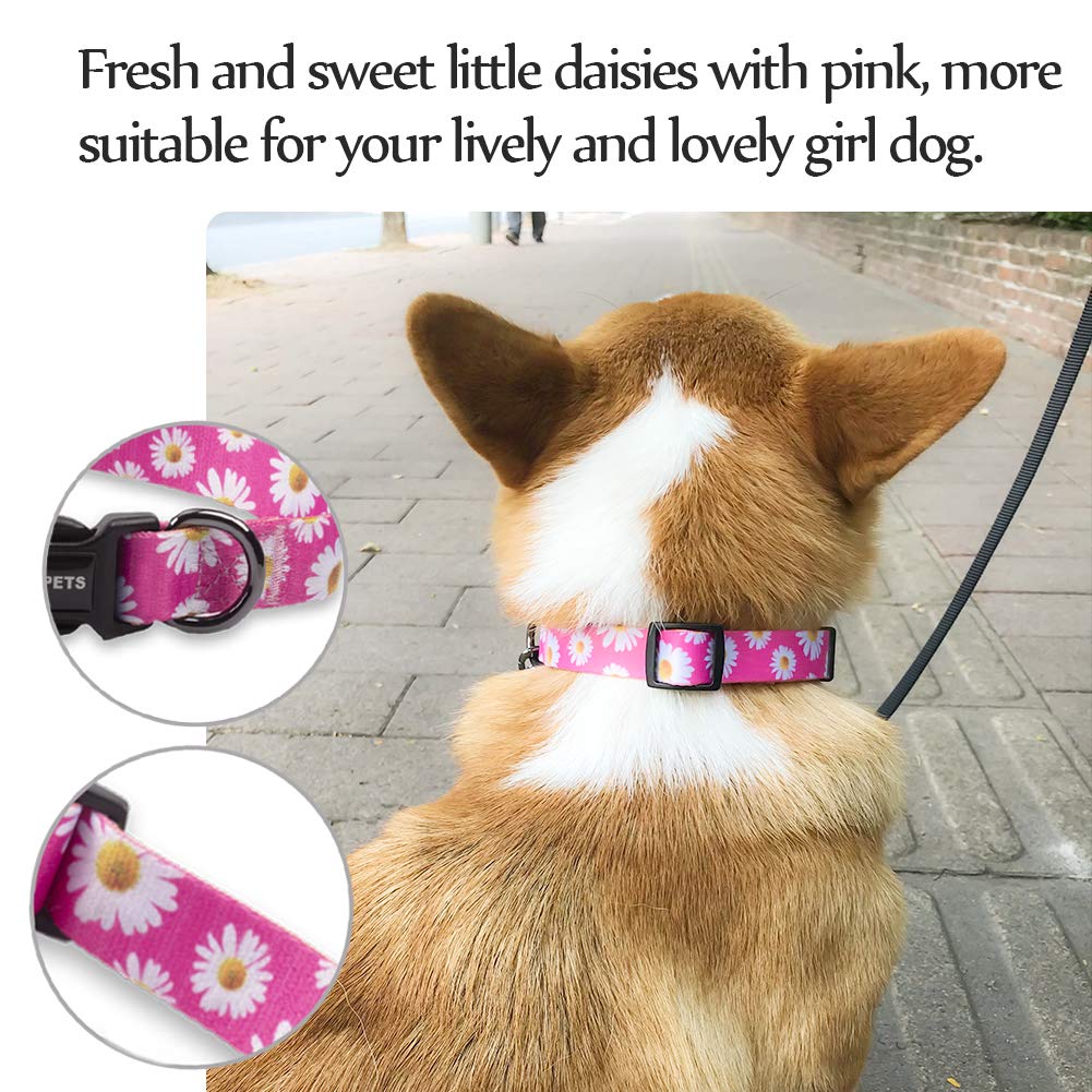 QQPETS small daisy pattern collar helps easily spot your puppy outdoors