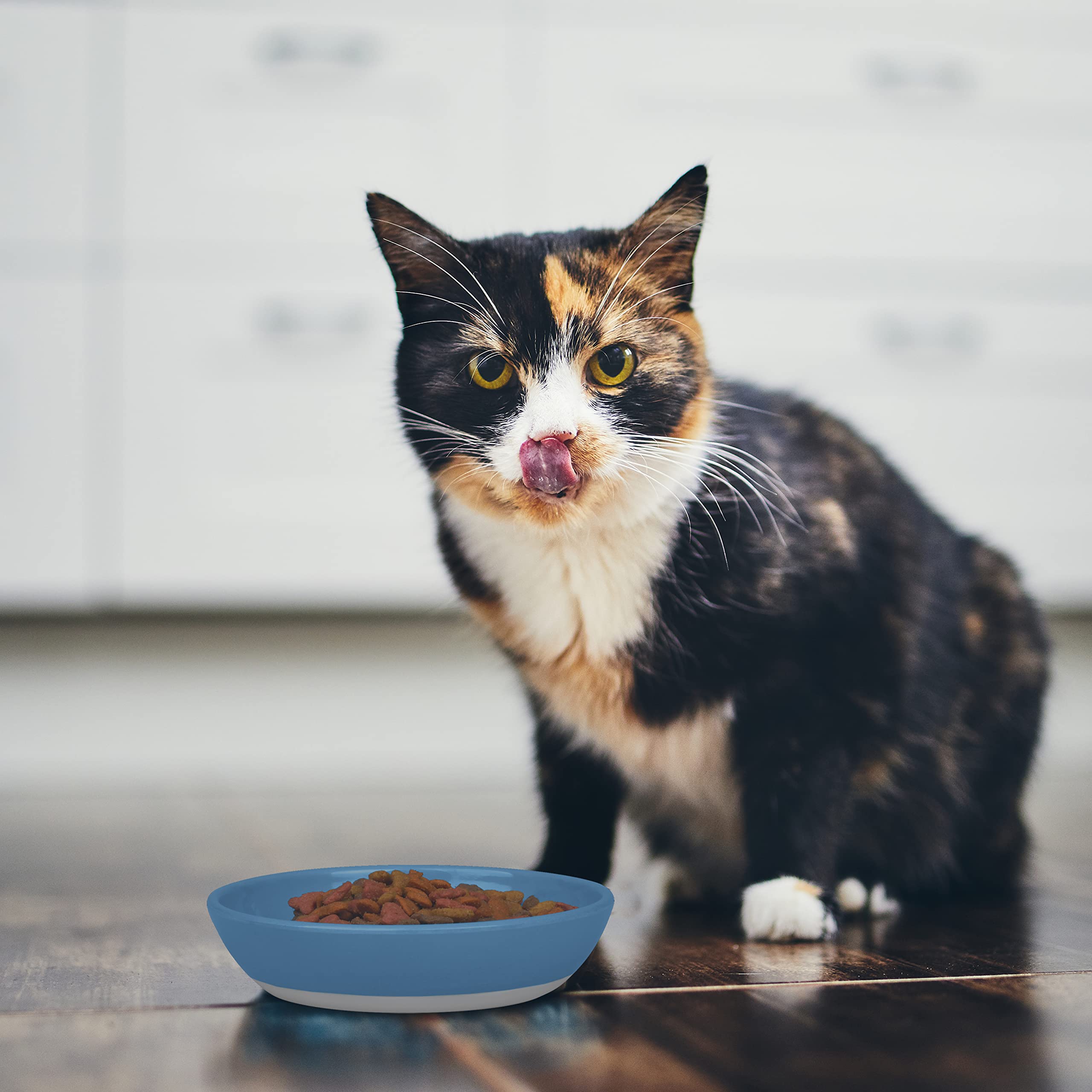 QQV Van Ness ECOWARE Cat Dish smooth rim design for easy cleaning