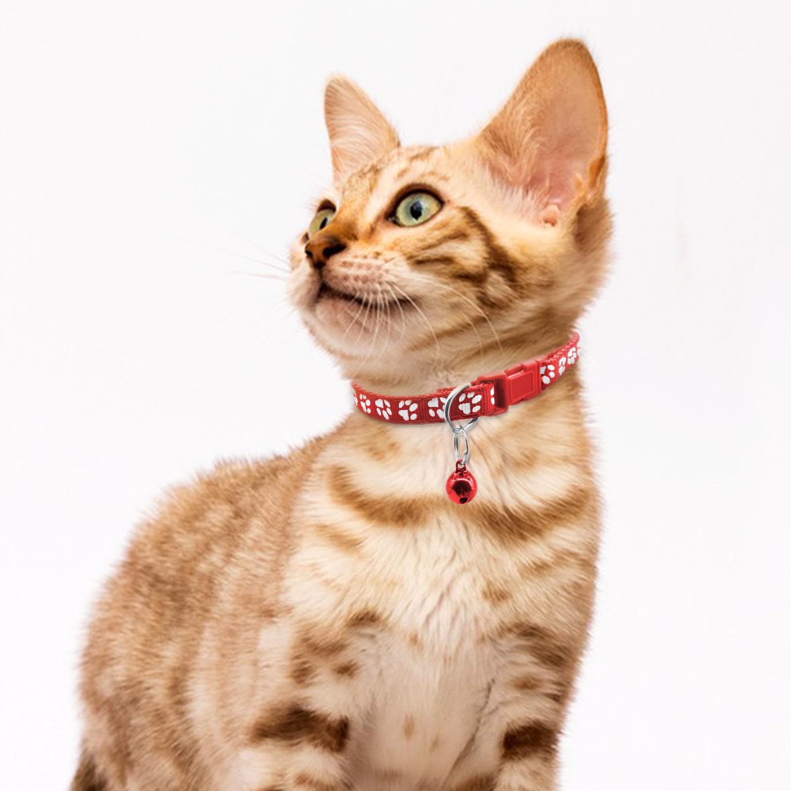 Quacc paw-print black collar combines durability with everyday use.