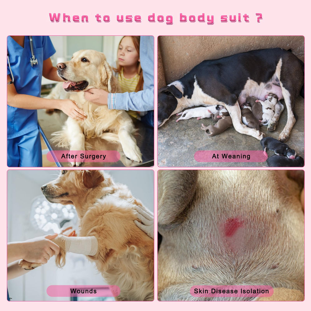 QUEARN recovery suit as cone-alternative keeps pets mobile and relaxed